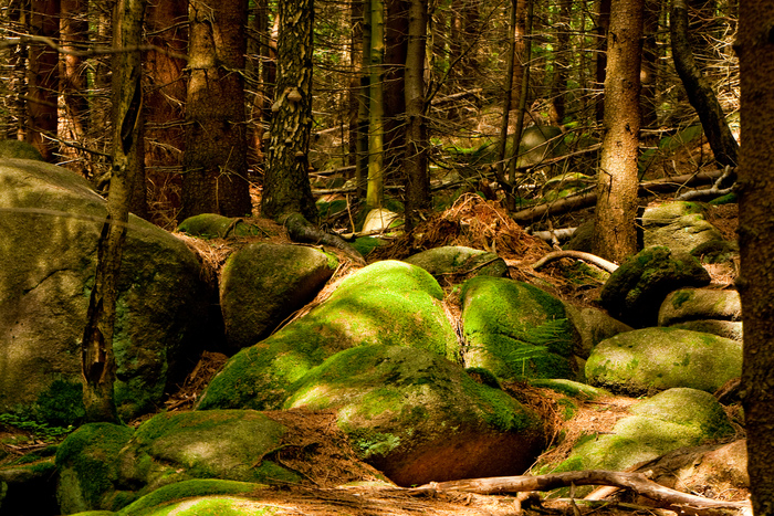 wilder Harz