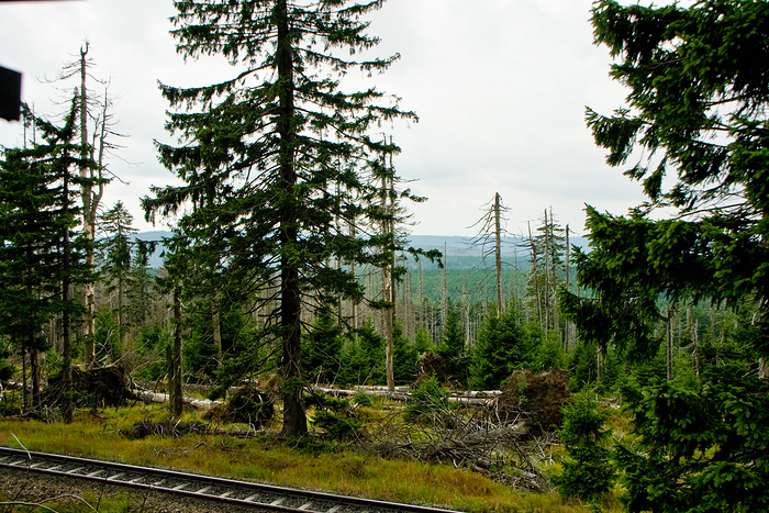 wilder Harz