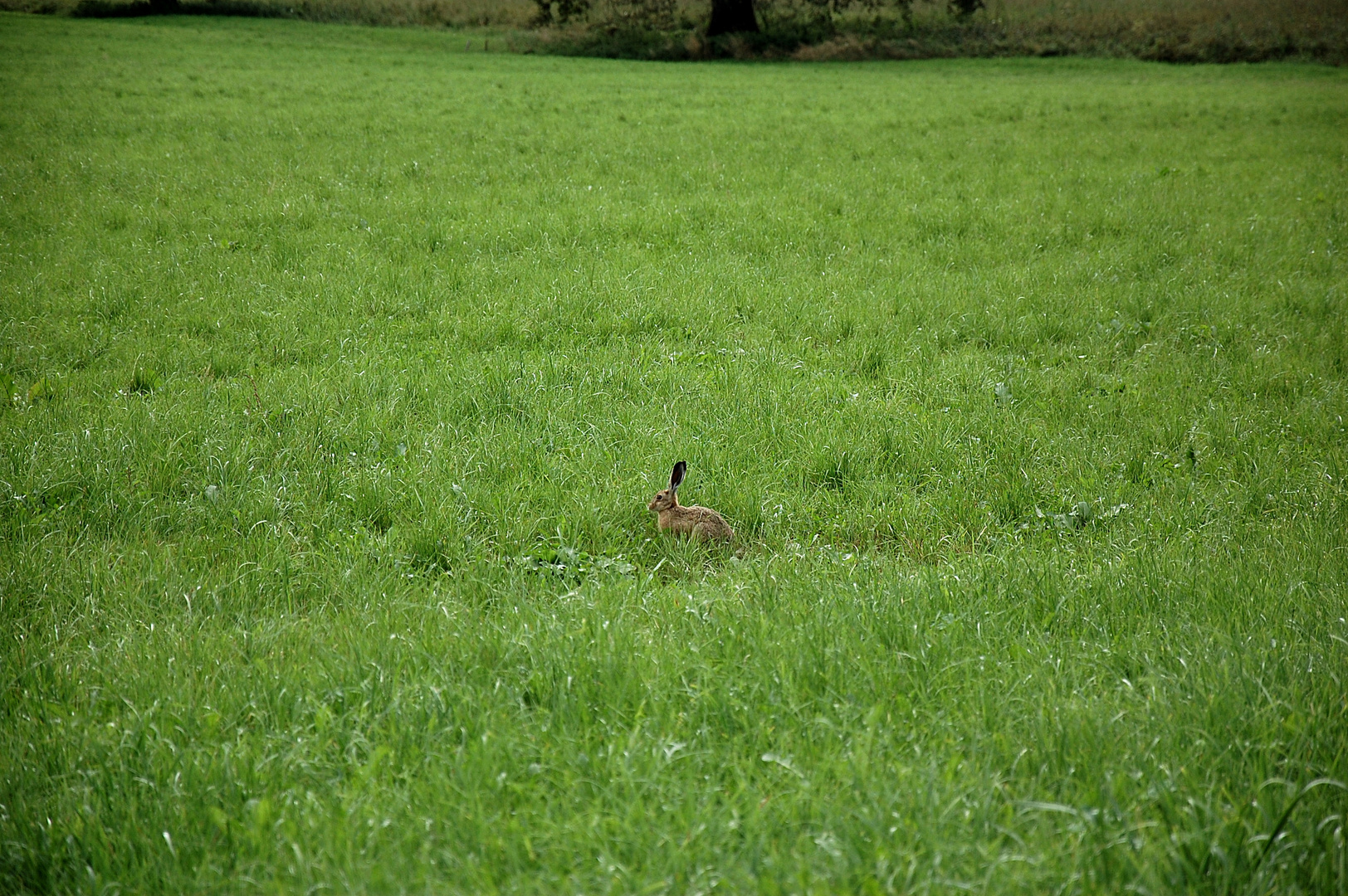 Wilder Hase im Lauteracher Ried