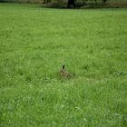 Wilder Hase im Lauteracher Ried