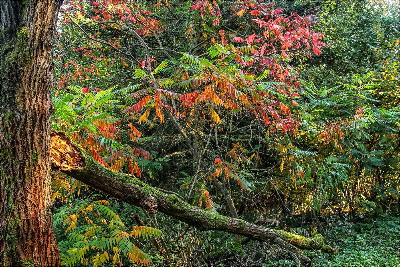 Wilder Herbst