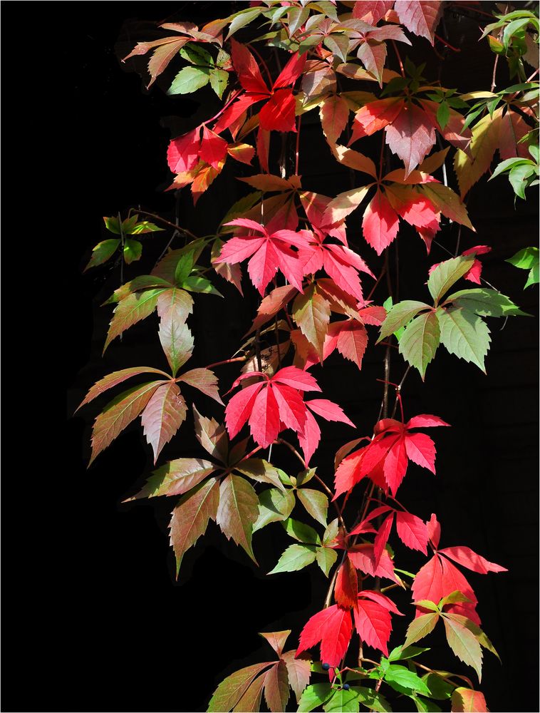Wilder HerbstWein im Britzer Garten..... Foto & Bild natur, herbst