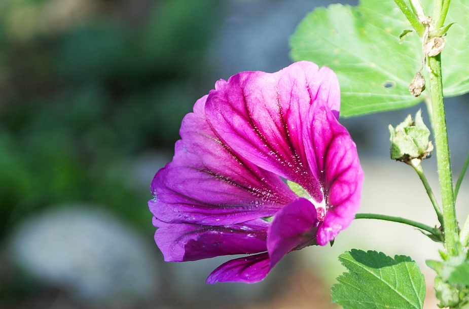 Wilder Hibiscus