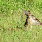 Wilder Hirsch erwischt im Vulkankrater La Garrinada