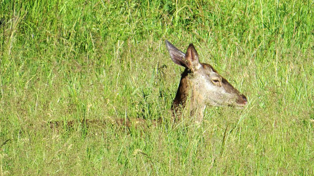 Wilder Hirsch erwischt im Vulkankrater La Garrinada