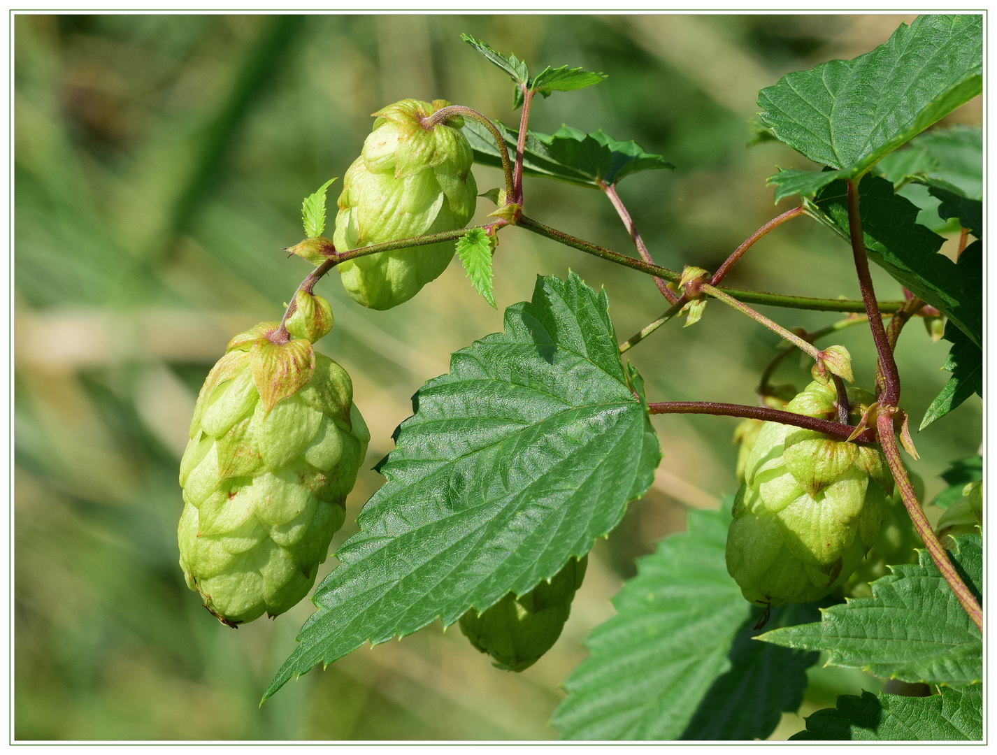 Wilder Hopfen