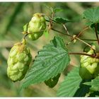 Wilder Hopfen