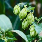 wilder Hopfen