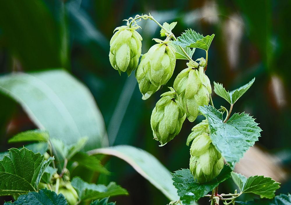 wilder Hopfen