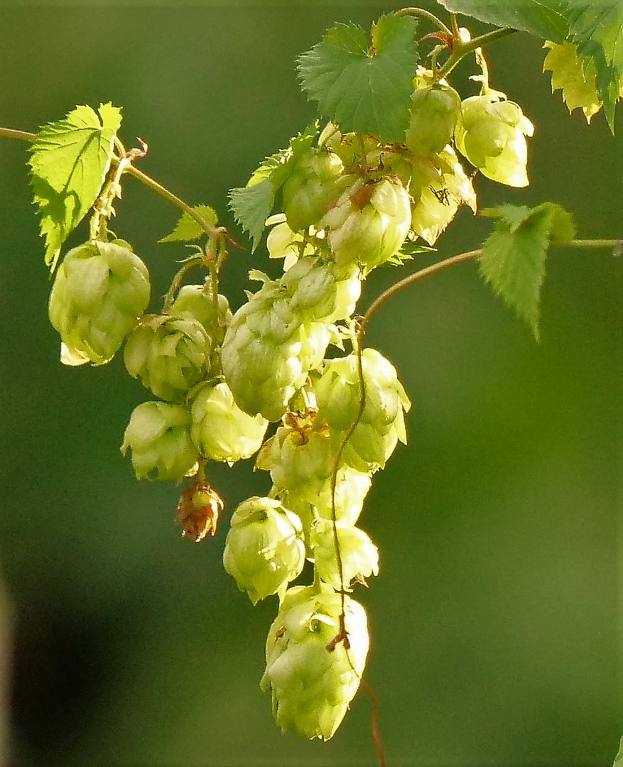 Wilder Hopfen