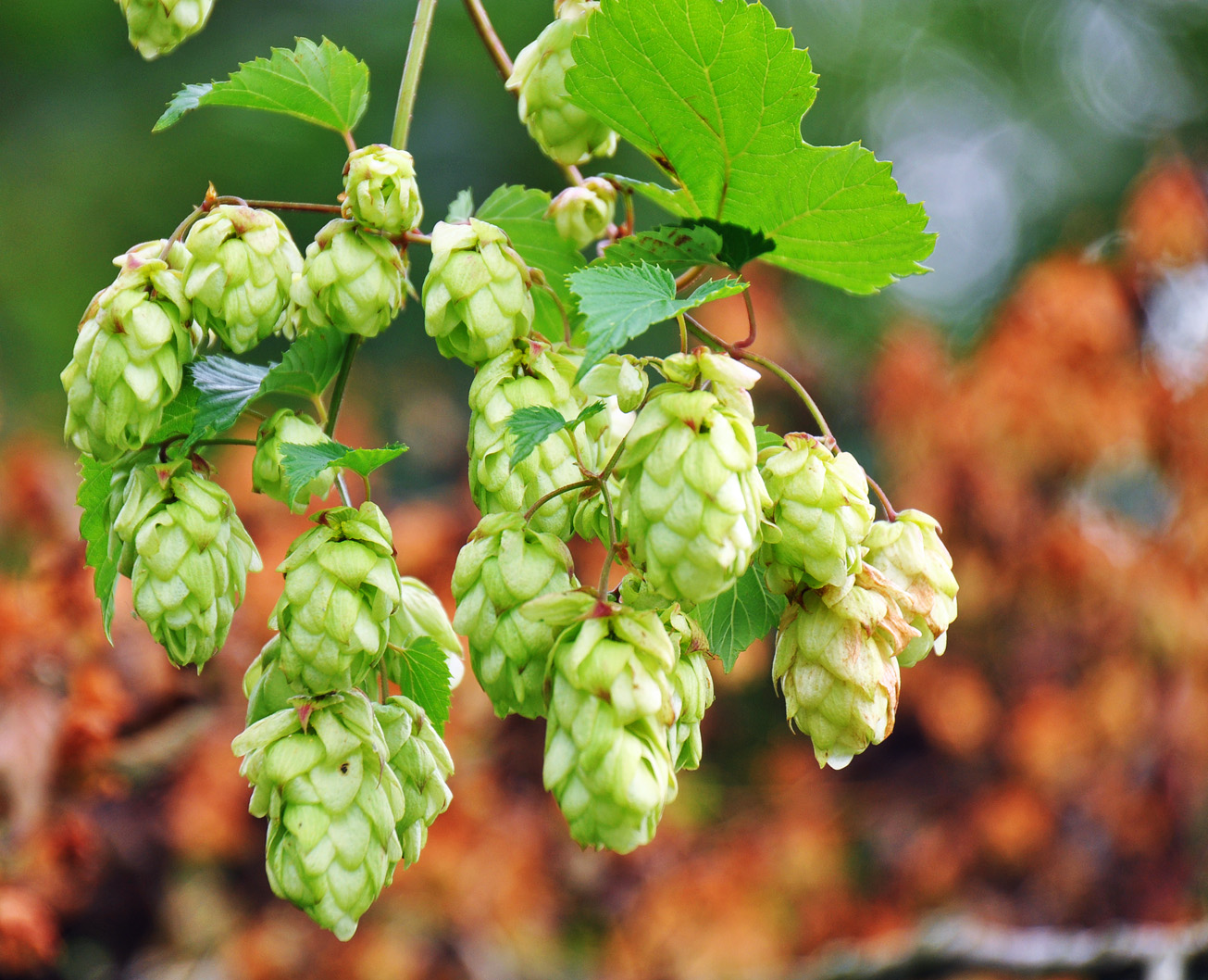 Wilder Hopfen