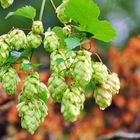 Wilder Hopfen