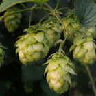 wilder Hopfen...