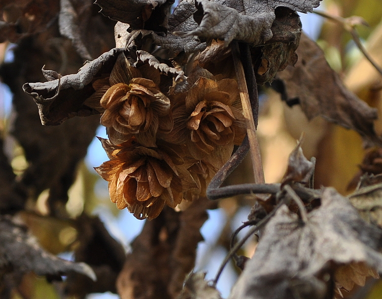 Wilder Hopfen