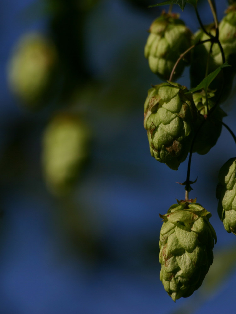 Wilder Hopfen