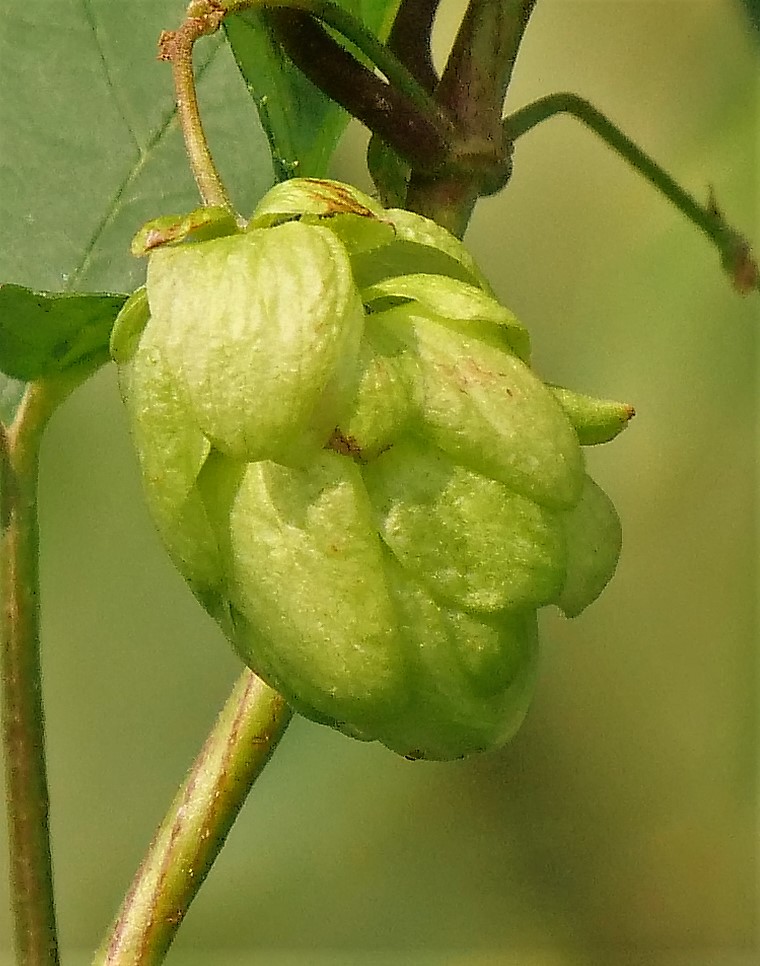 Wilder Hopfen