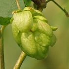 Wilder Hopfen