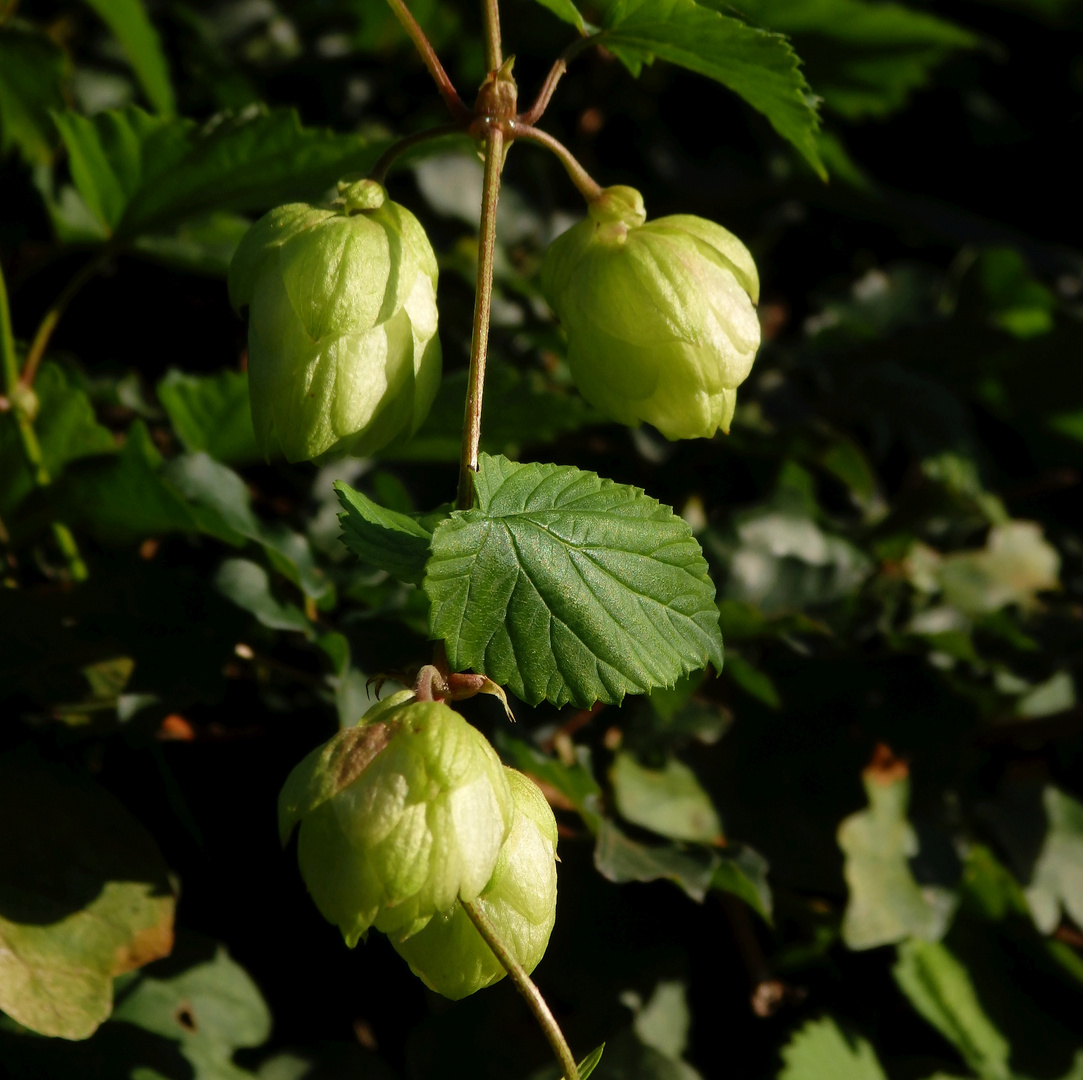 Wilder Hopfen (Humulus lupulus)