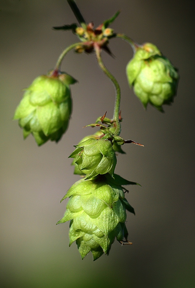 Wilder Hopfen (Humulus lupulus)