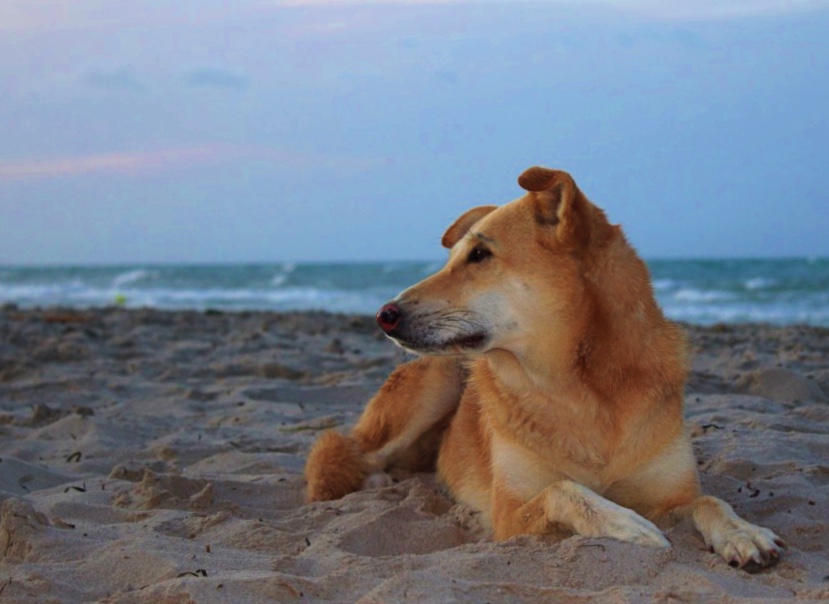 Wilder Hund am tunesischen Strand