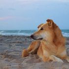 Wilder Hund am tunesischen Strand