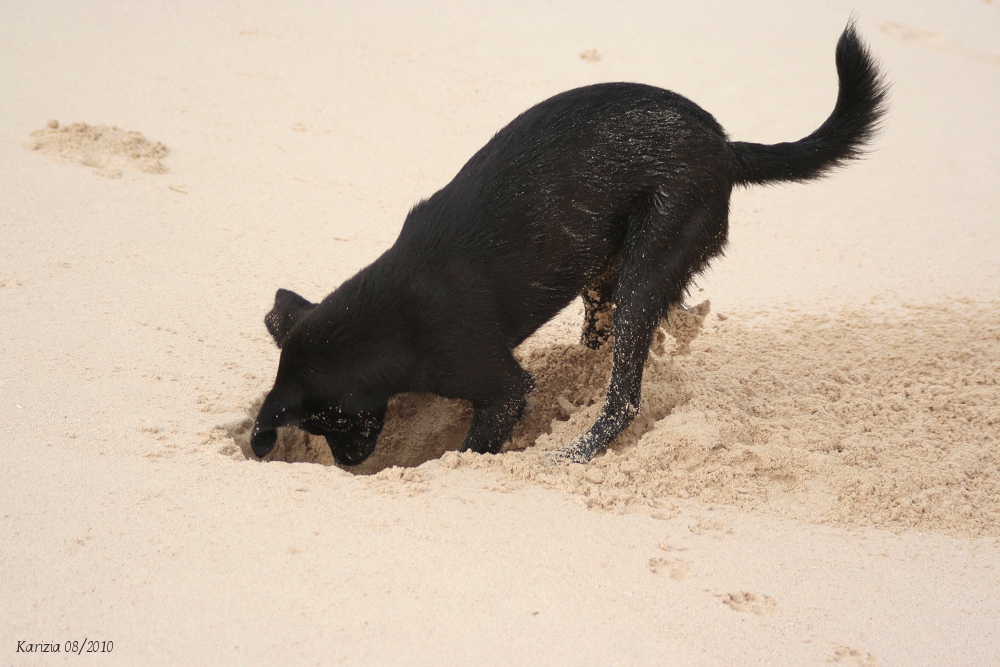 Wilder Hund auf Boa Vista