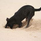 Wilder Hund auf Boa Vista