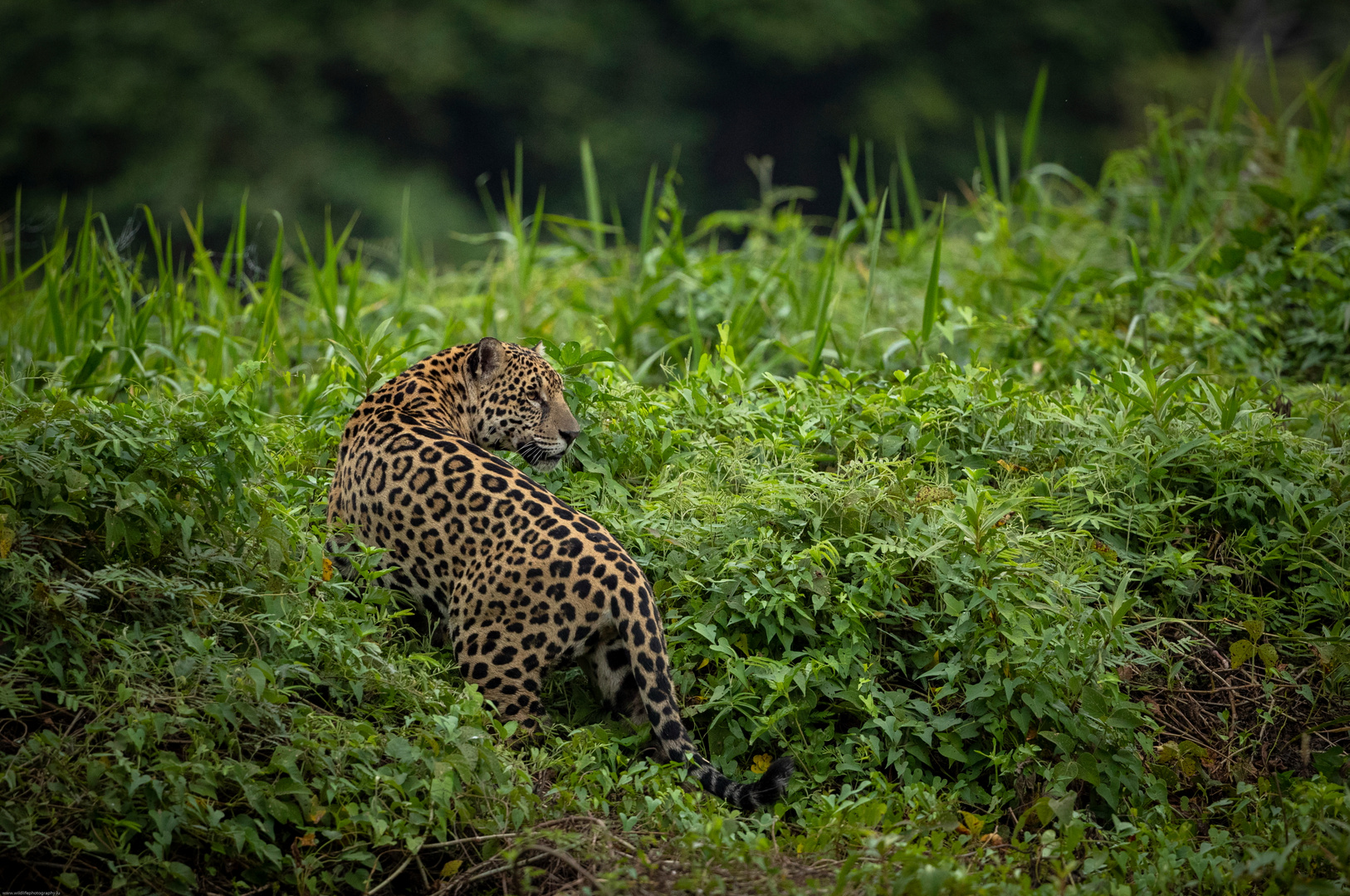 Wilder Jaguar im Pantanal in Brasilien