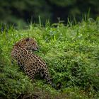 Wilder Jaguar im Pantanal in Brasilien