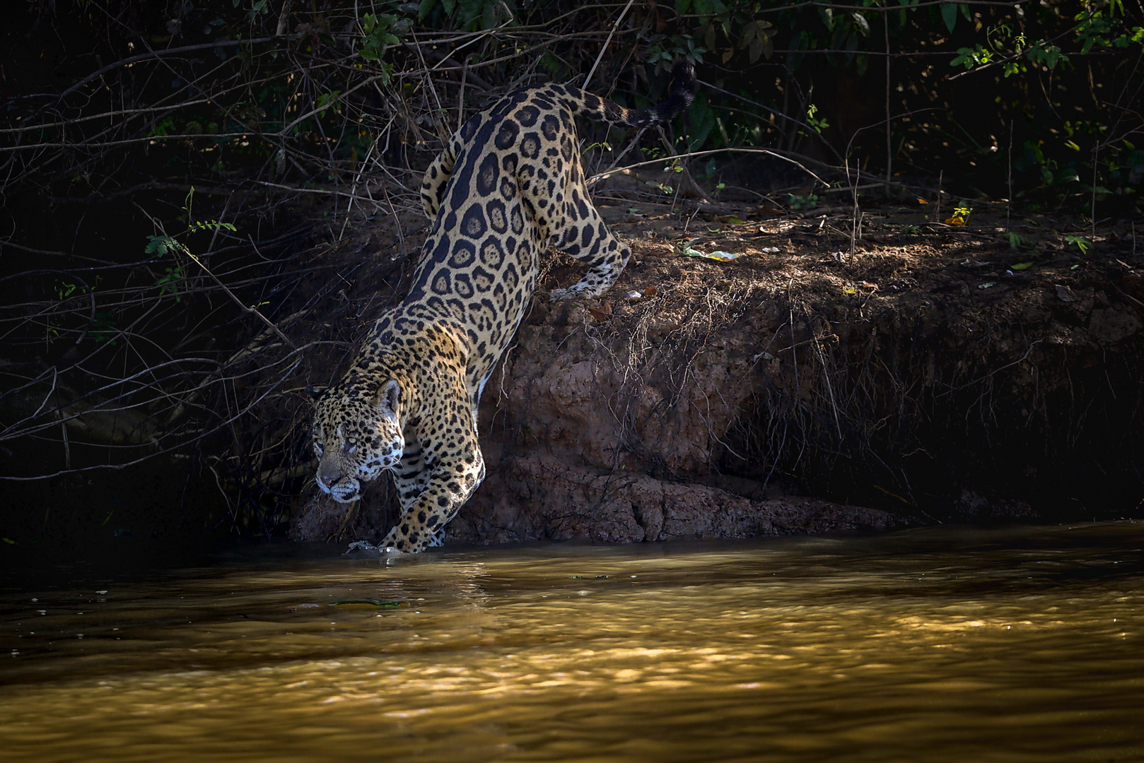 Wilder Jaguar im Pantanal in Brasilien