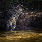 Wilder Jaguar im Pantanal in Brasilien