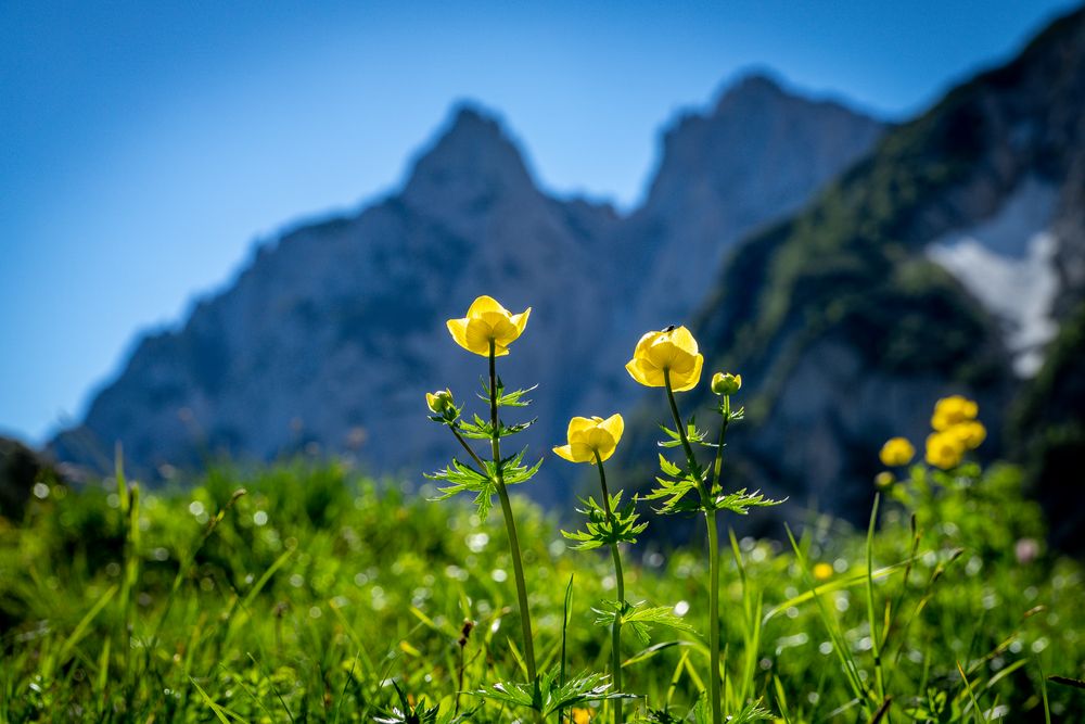 Wilder Kaiser