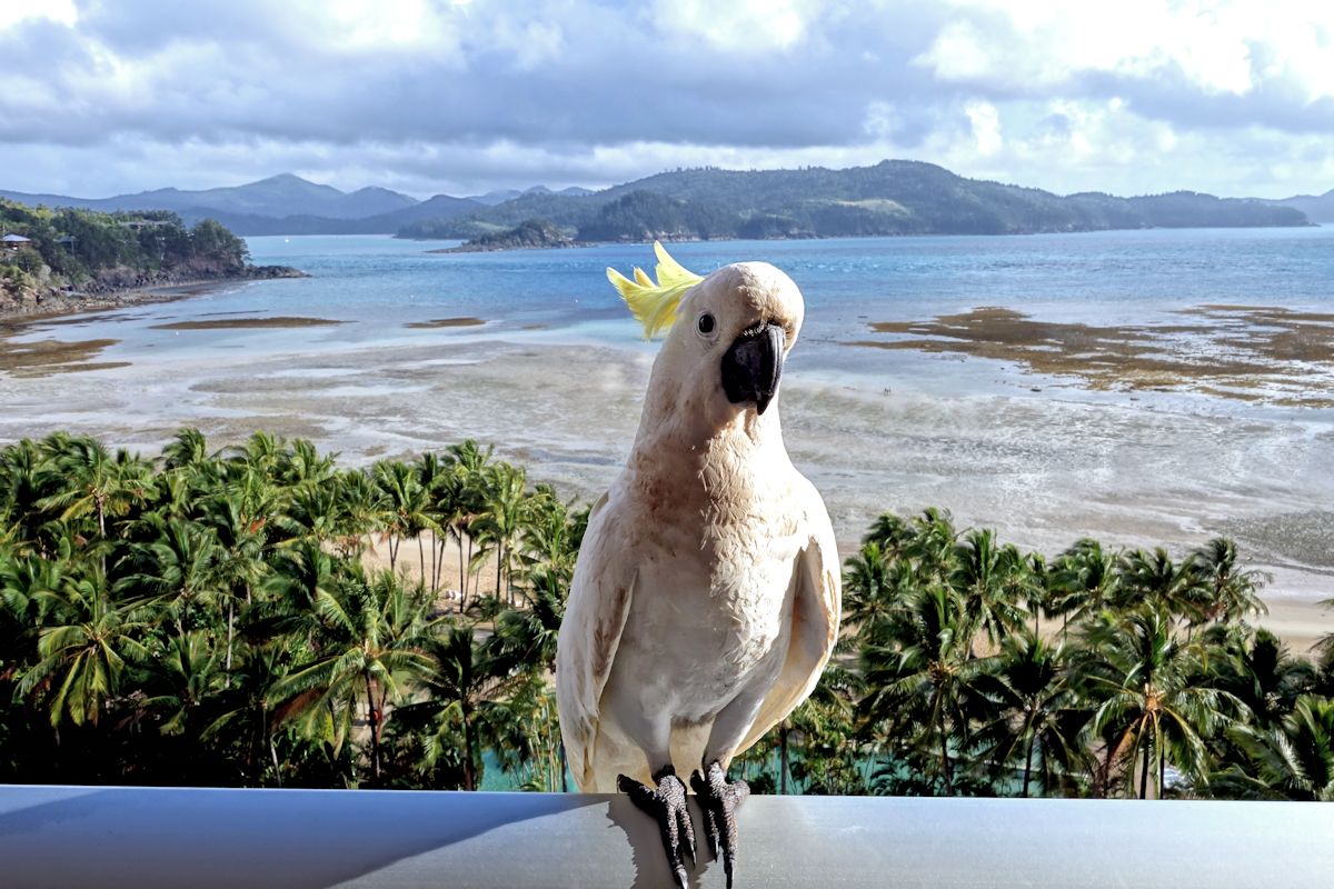 Wilder Kakadu auf Balkon