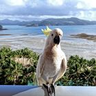 Wilder Kakadu auf Balkon