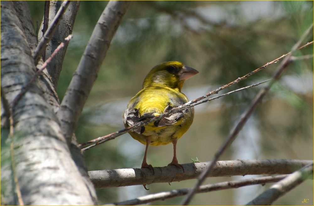 Wilder Kanarienvogel # Canario salvaje