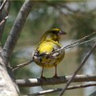 Wilder Kanarienvogel # Canario salvaje