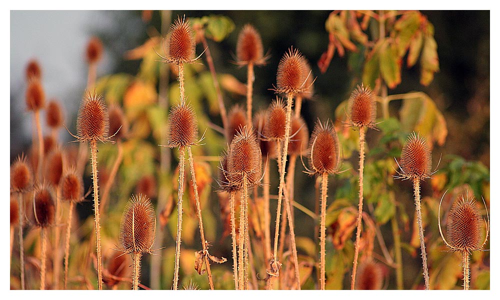 Wilder Kardenwald (Dipsacus fullonum waldus) :-)