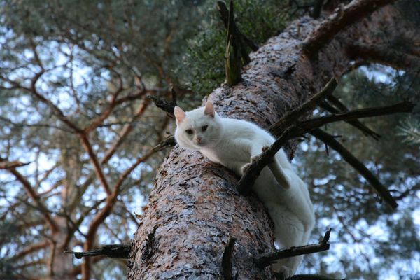 Wilder Kater auf einer Kiefer