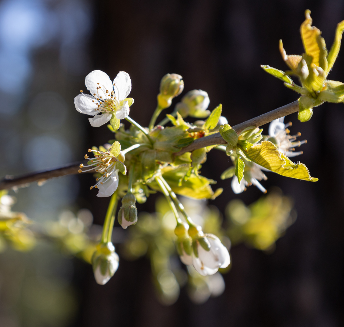 Wilder Kirschbaum im Wald