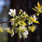 Wilder Kirschbaum im Wald