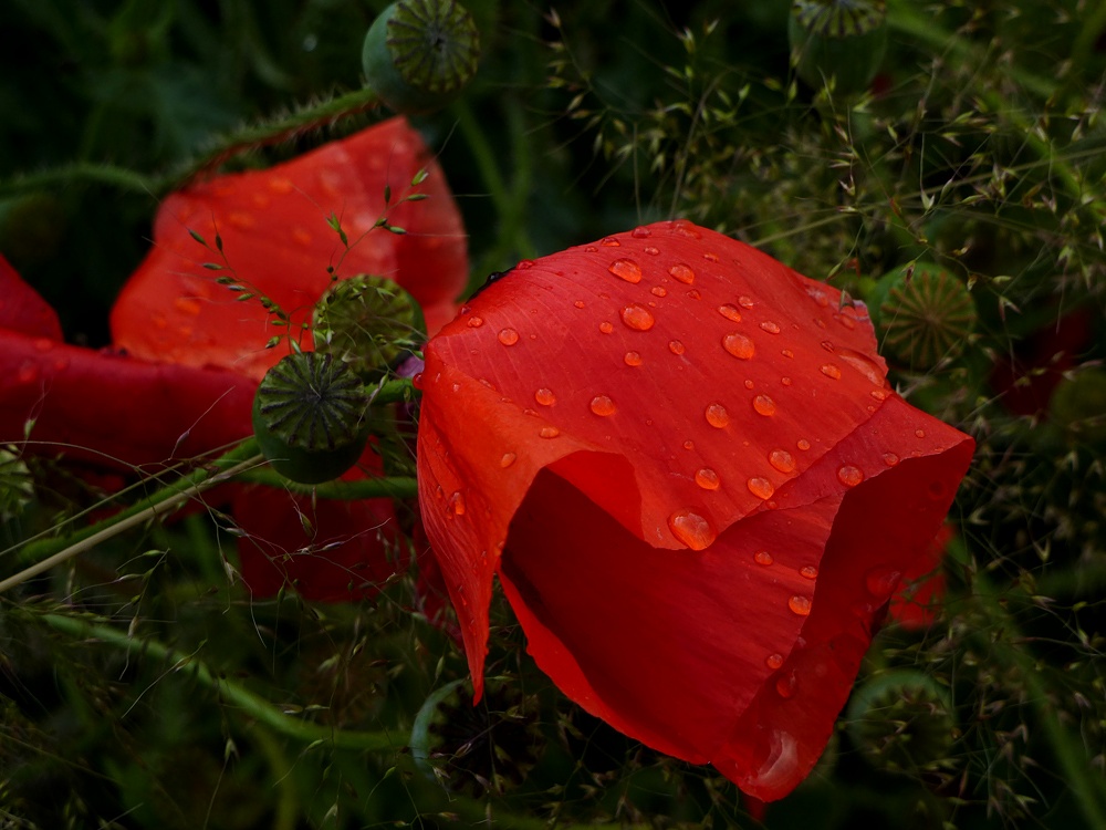 Wilder Klatschmohn