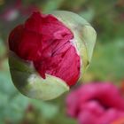 Wilder Klatschmohn