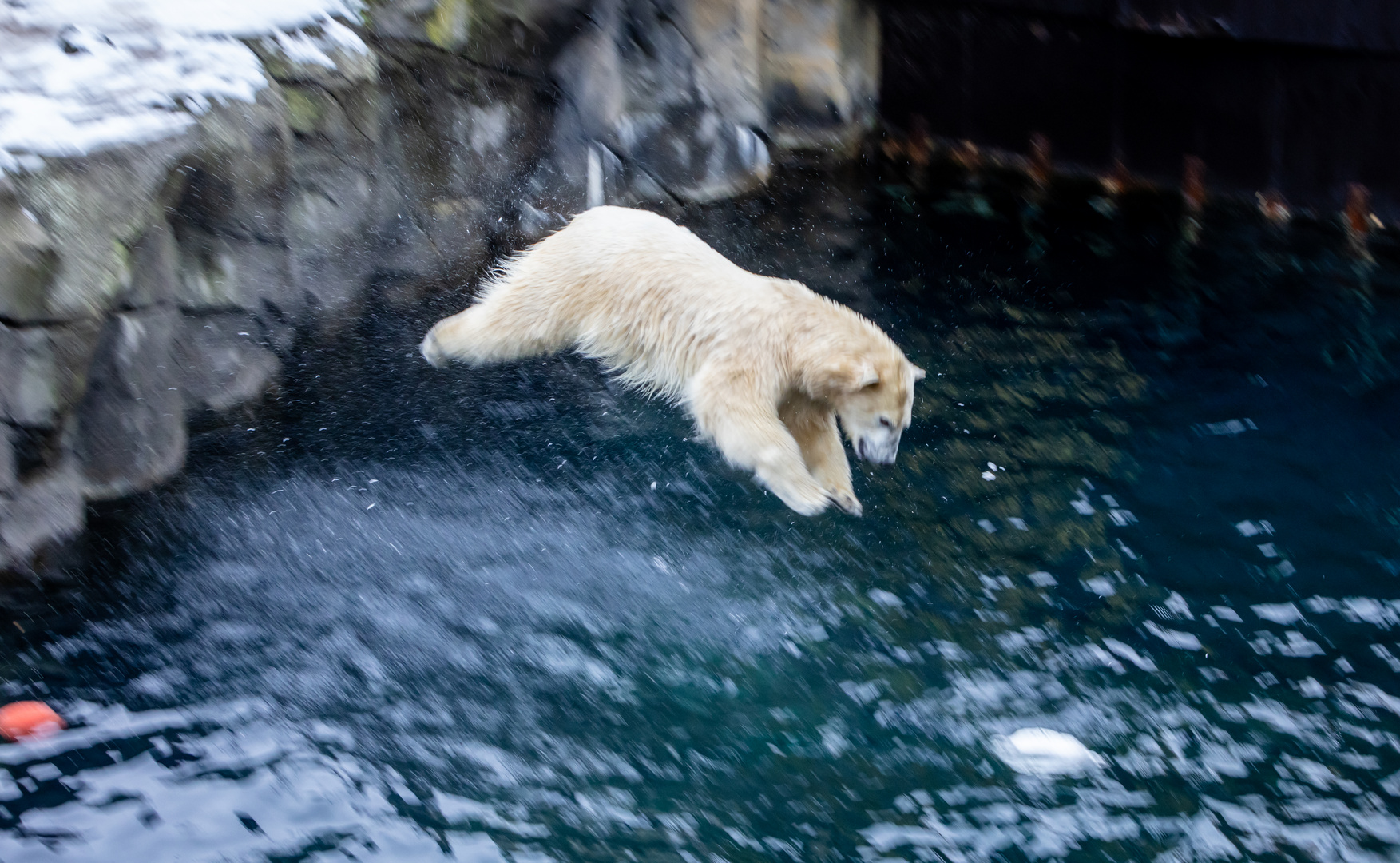 Wilder kleiner Eisbär