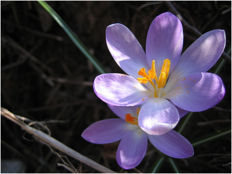 Wilder Krokus