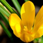 Wilder Krokus ~ Crocus flavus