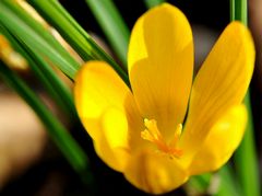 Wilder Krokus ~ Crocus flavus