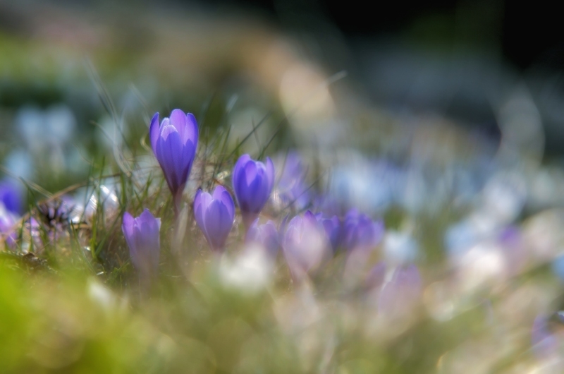 Wilder Krokus