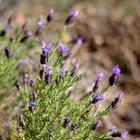 wilder lavendel auf sardinien