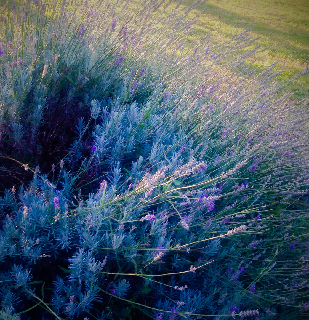 wilder Lavendel ganz sanft ....