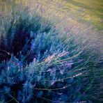 wilder Lavendel ganz sanft ....